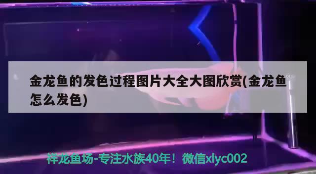 客廳木質(zhì)船手工藝品效果圖，魚缸擺放在客廳墻角可以斜著擺放嗎