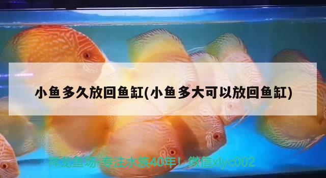 鐵力市桃山招財(cái)魚鮮花店 全國水族館企業(yè)名錄 第1張