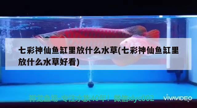 七彩神仙魚缸里放什么水草(七彩神仙魚缸里放什么水草好看) 七彩神仙魚