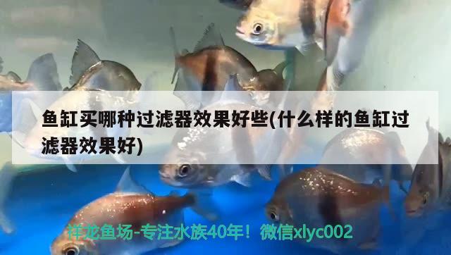 魚缸買哪種過濾器效果好些(什么樣的魚缸過濾器效果好) 其它水族用具設(shè)備