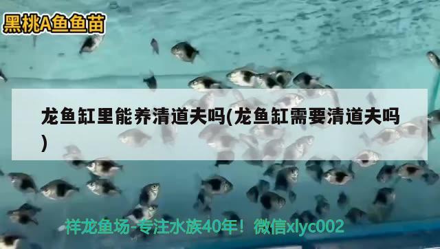 魚(yú)缸氧氣怎么用視頻教學(xué)（魚(yú)缸氧氣怎么使用_） 充氧泵 第2張