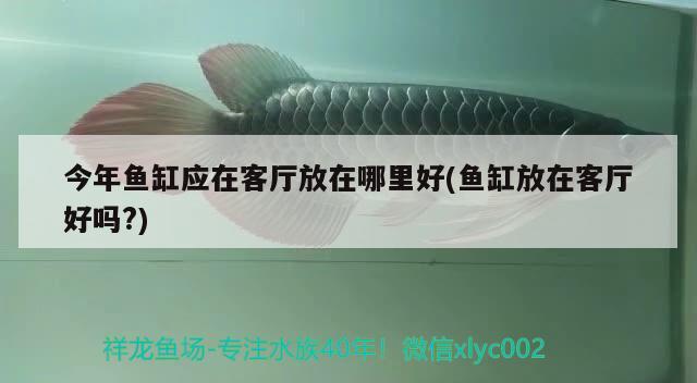 今年魚(yú)缸應(yīng)在客廳放在哪里好(魚(yú)缸放在客廳好嗎?)