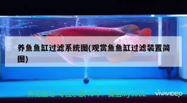 銀龍魚變色過程視頻（銀龍魚怎么變色） 巴西亞魚苗 第2張