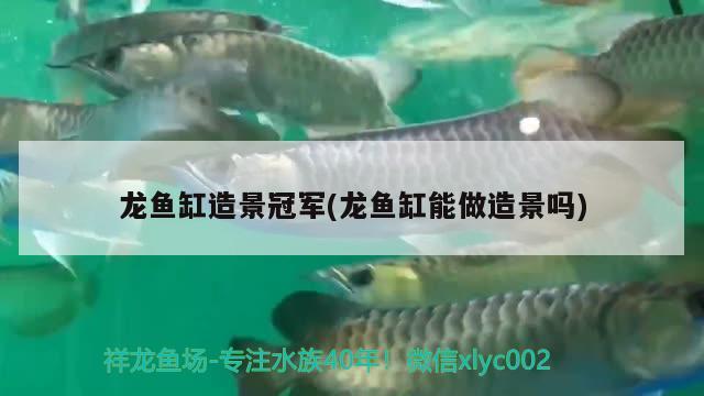 龍魚缸造景冠軍(龍魚缸能做造景嗎) 招財戰(zhàn)船魚