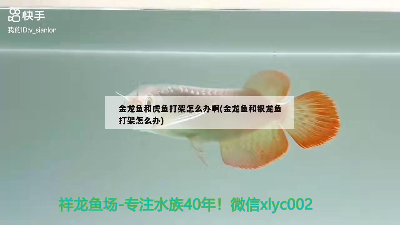 金龍魚和虎魚打架怎么辦啊(金龍魚和銀龍魚打架怎么辦) 虎魚百科