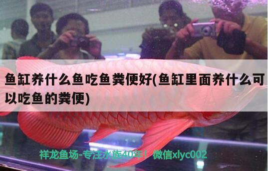 魚缸養(yǎng)什么魚吃魚糞便好(魚缸里面養(yǎng)什么可以吃魚的糞便) 龍魚百科