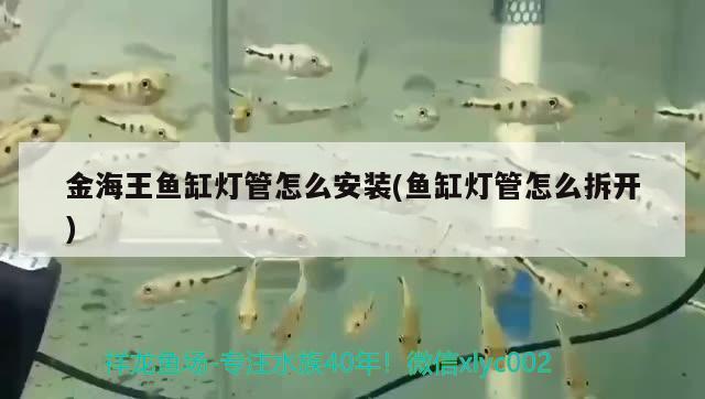 金海王魚缸燈管怎么安裝(魚缸燈管怎么拆開) 羽毛刀魚苗 第2張