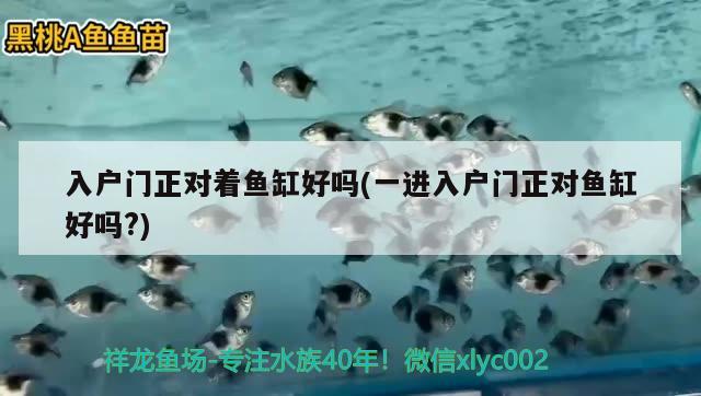 入戶門正對著魚缸好嗎(一進入戶門正對魚缸好嗎?)