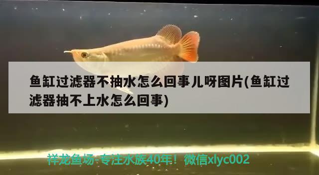 魚缸過濾器不抽水怎么回事兒呀圖片(魚缸過濾器抽不上水怎么回事)