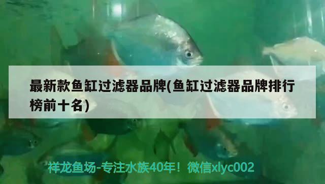 最新款魚(yú)缸過(guò)濾器品牌(魚(yú)缸過(guò)濾器品牌排行榜前十名) 狗仔（招財(cái)貓)魚(yú)苗