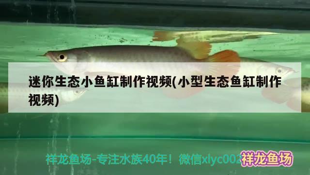 金魚缸內(nèi)白絲的原因是什么如何處理金魚缸內(nèi)的白絲病的癥狀，如何處理金魚缸內(nèi)的白絲