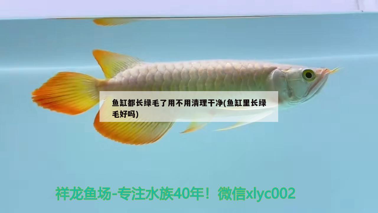 金魚缸內(nèi)白絲的原因是什么如何處理金魚缸內(nèi)的白絲病的癥狀，如何處理金魚缸內(nèi)的白絲