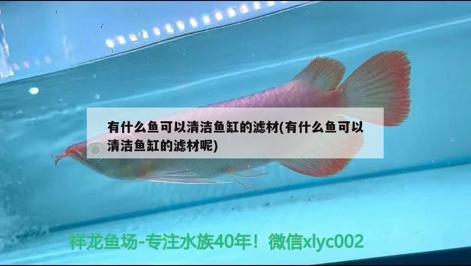 有什么魚(yú)可以清潔魚(yú)缸的濾材(有什么魚(yú)可以清潔魚(yú)缸的濾材呢)