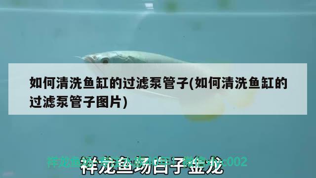 如何清洗魚缸的過濾泵管子(如何清洗魚缸的過濾泵管子圖片) 純血皇冠黑白魟魚