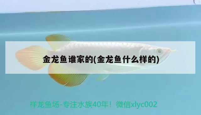 金龍魚誰(shuí)家的(金龍魚什么樣的) 非洲象鼻魚