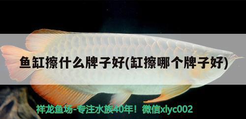 魚缸擦什么牌子好(缸擦哪個牌子好) 白化火箭魚