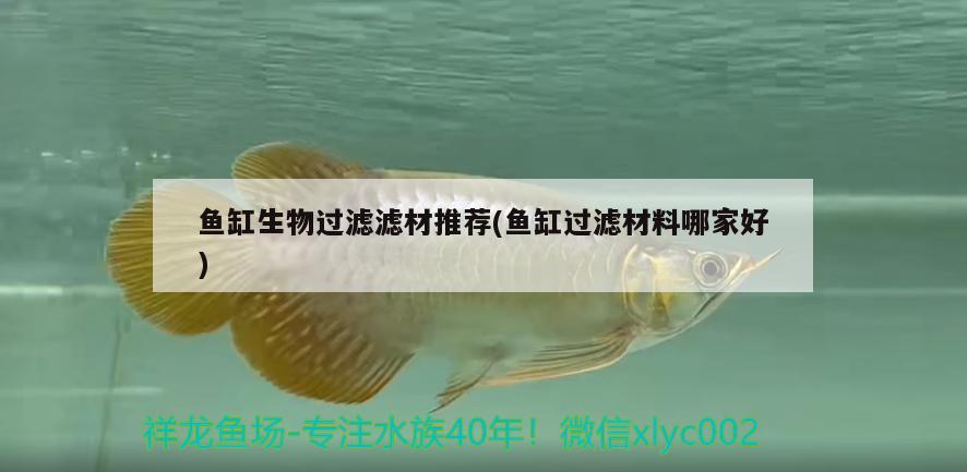 魚缸生物過濾濾材推薦(魚缸過濾材料哪家好) 虎斑恐龍魚