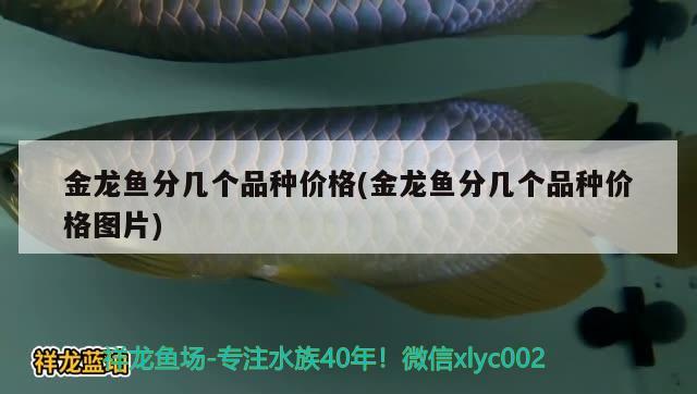 金龍魚分幾個品種價格(金龍魚分幾個品種價格圖片) 白化火箭魚