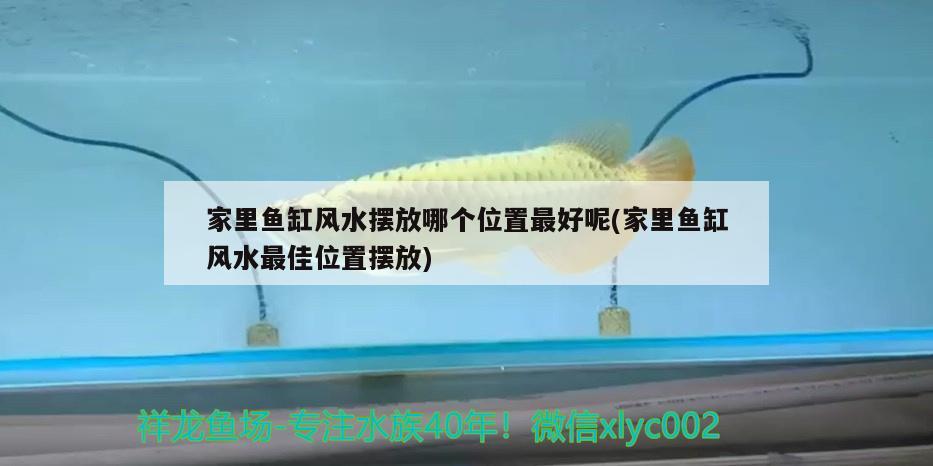 是金龍魚貴還是銀龍魚貴：金龍魚和銀龍魚哪個(gè)更貴 銀龍魚 第2張