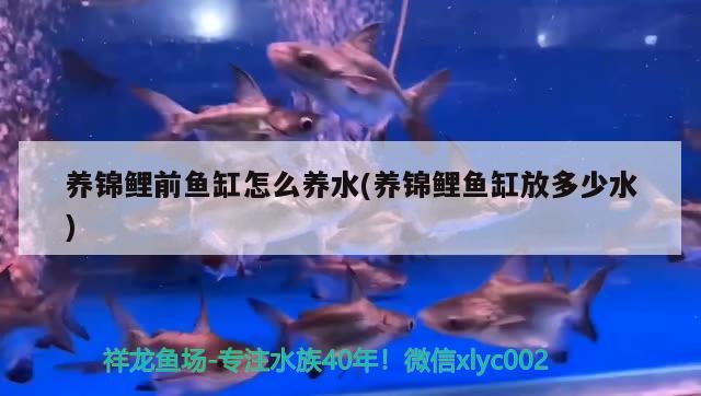 養(yǎng)錦鯉前魚缸怎么養(yǎng)水(養(yǎng)錦鯉魚缸放多少水) 祥龍超血紅龍魚