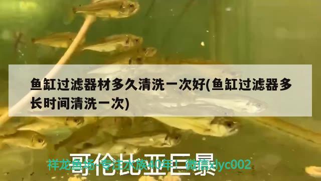 魚缸過濾器材多久清洗一次好(魚缸過濾器多長時間清洗一次) 紅白錦鯉魚