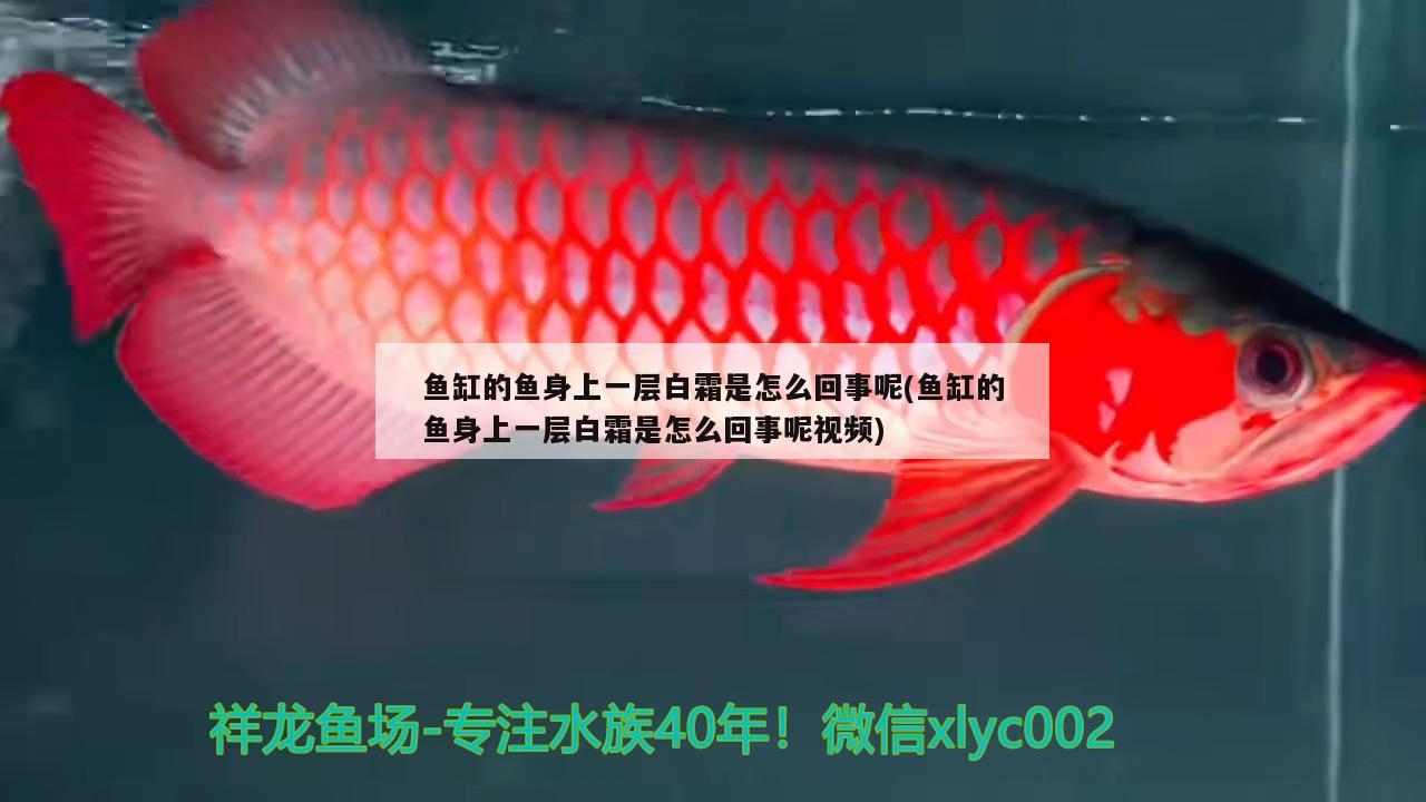 達州水族維護（后，我們?nèi)绾卧诓贿w移戶口的情況下繼續(xù)支付） 三間鼠魚 第2張