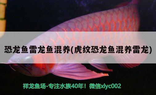 長沙金魚缸的擺放位置與風水的關(guān)系，魚缸擺放注意事項，客廳金魚缸擺放位置與風水的關(guān)系，魚缸擺放注意事項 魚缸風水 第2張