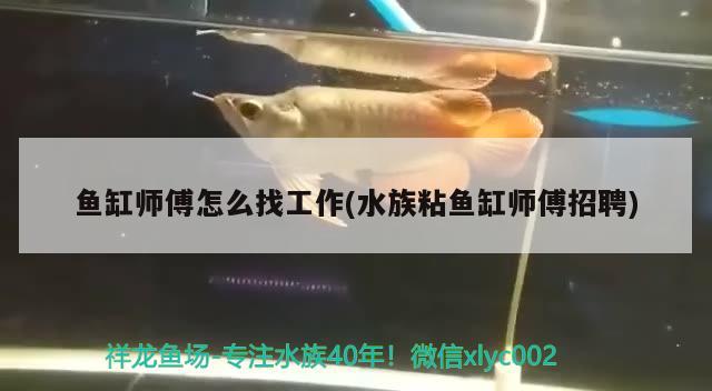 魚(yú)缸師傅怎么找工作(水族粘魚(yú)缸師傅招聘)