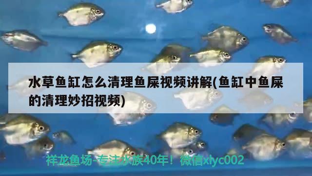 魚缸過濾是過濾什么（魚缸過濾主要過濾什么） 魚糧魚藥 第2張