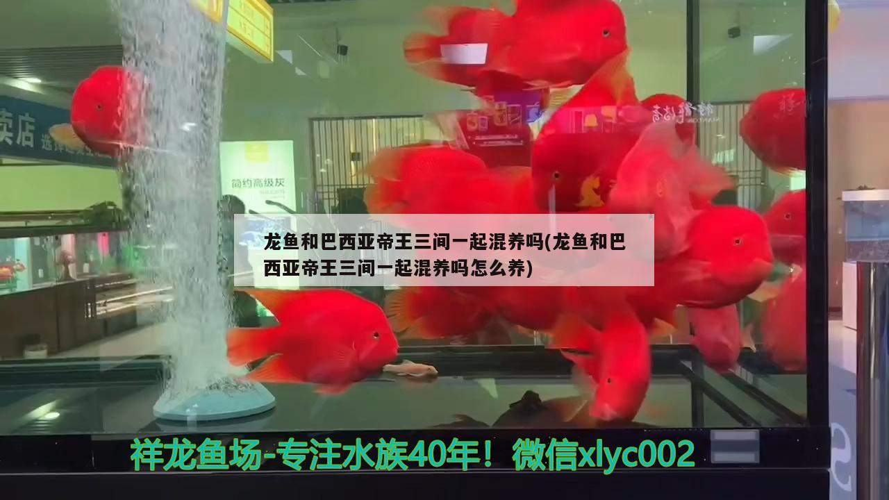 龍魚和巴西亞帝王三間一起混養(yǎng)嗎(龍魚和巴西亞帝王三間一起混養(yǎng)嗎怎么養(yǎng))