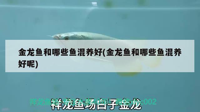 金龍魚和哪些魚混養(yǎng)好(金龍魚和哪些魚混養(yǎng)好呢) 巴卡雷龍魚