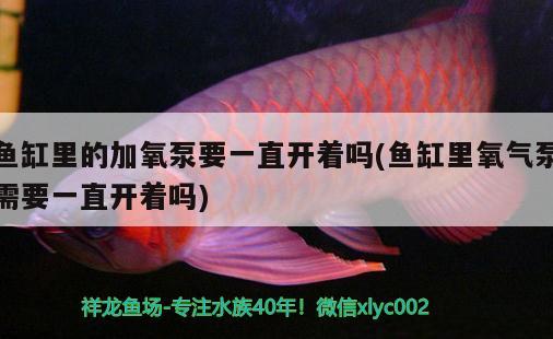 魚缸里的加氧泵要一直開著嗎(魚缸里氧氣泵需要一直開著嗎) 藍(lán)底過背金龍魚