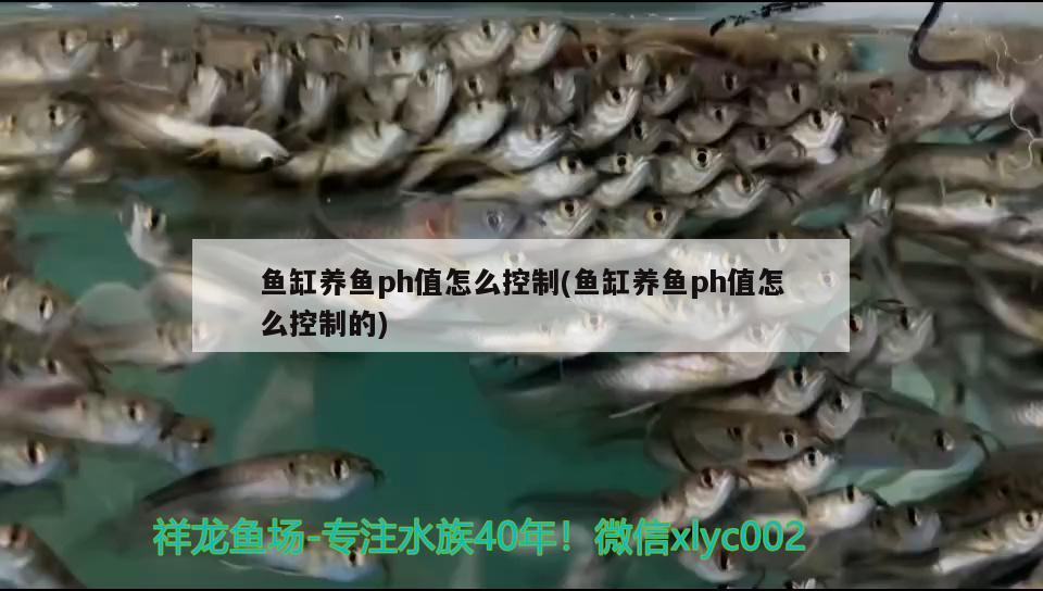 鬼王雷龍魚多久長大，鬼王雷龍魚的飼養(yǎng)方法，鬼王雷龍魚多久長大