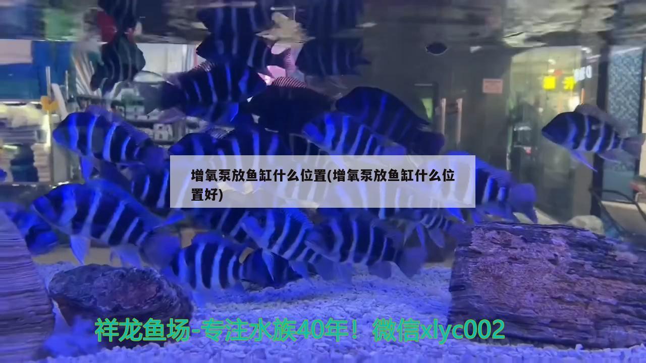 鬼王雷龍魚多久長(zhǎng)大，鬼王雷龍魚的飼養(yǎng)方法，鬼王雷龍魚多久長(zhǎng)大 一眉道人魚苗 第1張