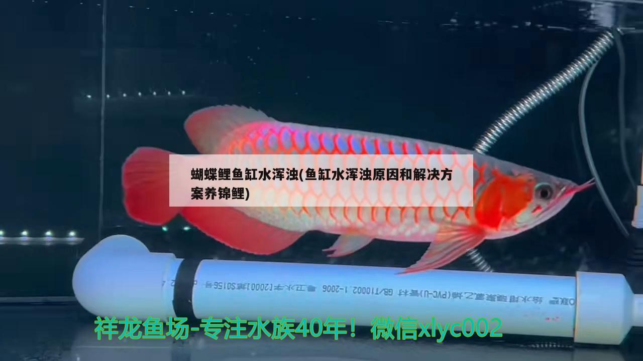 蝴蝶鯉魚缸水渾濁(魚缸水渾濁原因和解決方案養(yǎng)錦鯉) 蝴蝶鯉