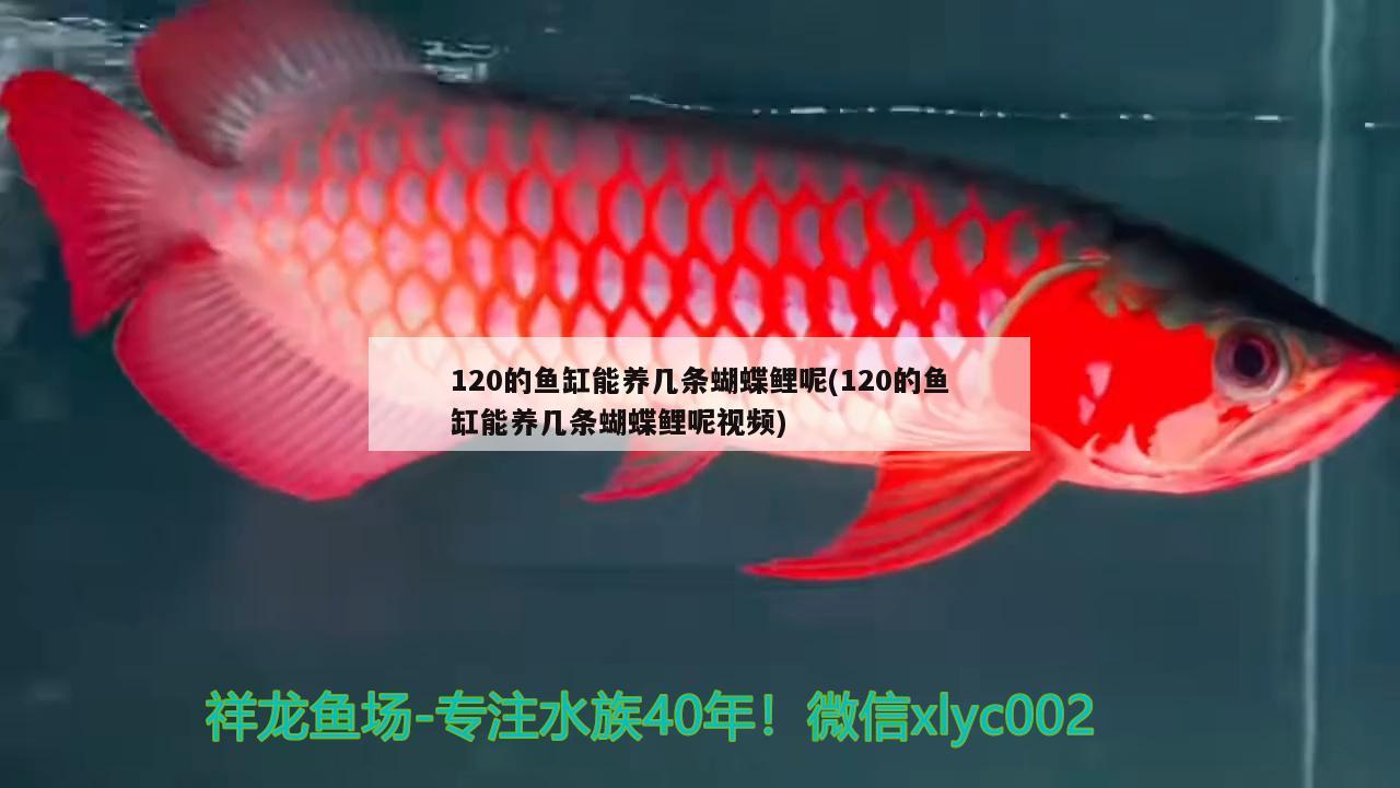 120的魚缸能養(yǎng)幾條蝴蝶鯉呢(120的魚缸能養(yǎng)幾條蝴蝶鯉呢視頻) 蝴蝶鯉