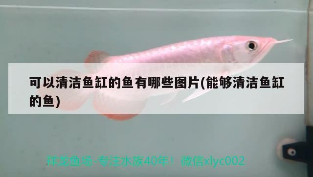 紅龍魚(yú)喂食注意事項(xiàng)視頻大全集（紅龍魚(yú)喂食注意事項(xiàng)視頻大全集下載）