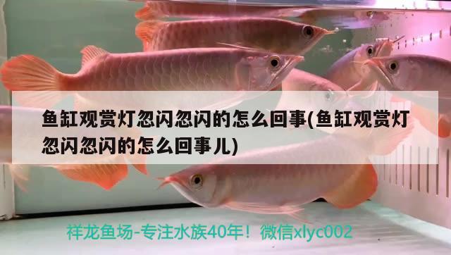 魚缸觀賞燈忽閃忽閃的怎么回事(魚缸觀賞燈忽閃忽閃的怎么回事兒)