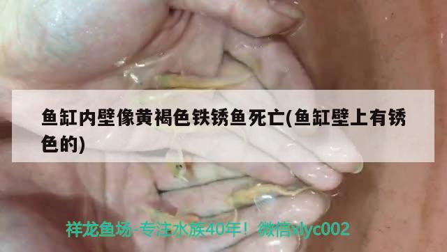 魚缸內壁像黃褐色鐵銹魚死亡(魚缸壁上有銹色的) 黑云魚