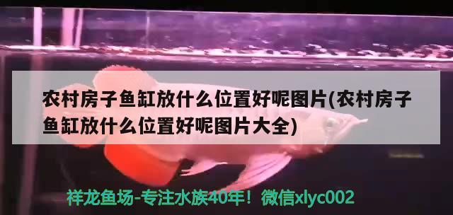 龍魚趴缸底是怎么回事視頻教程全集（龍魚趴缸底是怎么回事視頻教程全集）