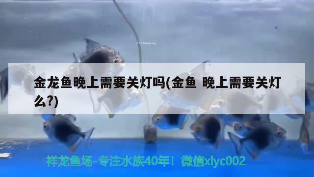 金龍魚晚上需要關(guān)燈嗎(金魚晚上需要關(guān)燈么?) 海象魚