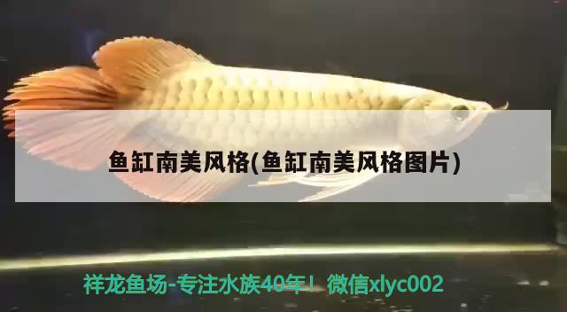 魚缸南美風(fēng)格(魚缸南美風(fēng)格圖片) 元寶鯽