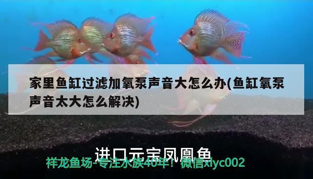 家里魚缸過濾加氧泵聲音大怎么辦(魚缸氧泵聲音太大怎么解決) 龍魚批發(fā)