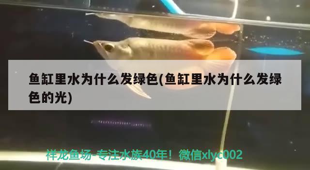 魚缸里水為什么發(fā)綠色(魚缸里水為什么發(fā)綠色的光) 祥龍魚場(chǎng)品牌產(chǎn)品