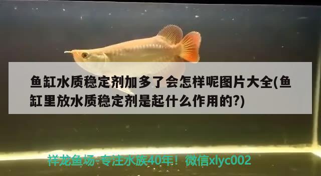 魚缸水質(zhì)穩(wěn)定劑加多了會怎樣呢圖片大全(魚缸里放水質(zhì)穩(wěn)定劑是起什么作用的?) 魚缸水泵