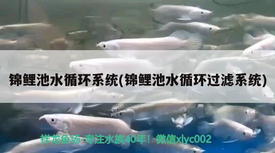 馬拉維湖的精靈們 蘇虎苗（蘇門答臘虎魚苗） 第2張