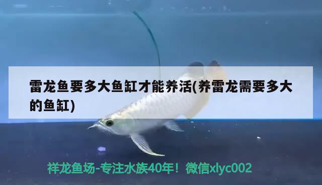 雷龍魚要多大魚缸才能養(yǎng)活(養(yǎng)雷龍需要多大的魚缸) 魚糧魚藥