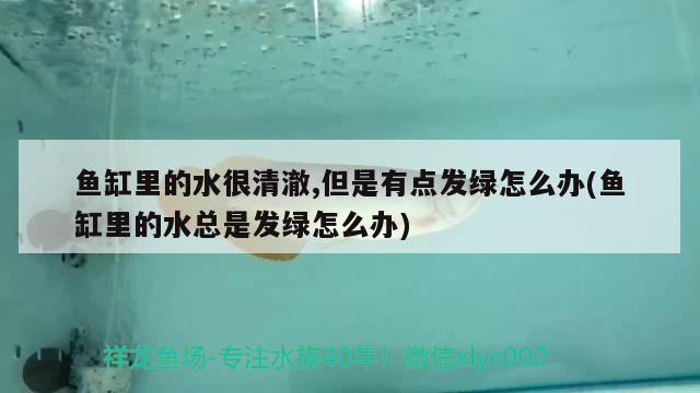 魚缸里的水很清澈,但是有點發(fā)綠怎么辦(魚缸里的水總是發(fā)綠怎么辦) 觀賞魚