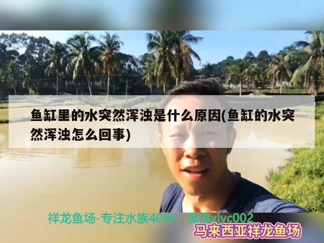 魚缸里的水突然渾濁是什么原因(魚缸的水突然渾濁怎么回事) 野生地圖魚