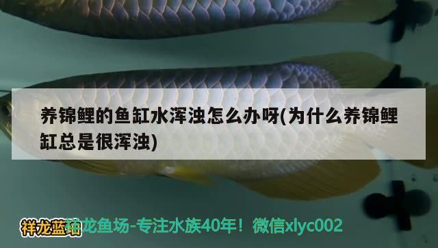 養(yǎng)錦鯉的魚缸水渾濁怎么辦呀(為什么養(yǎng)錦鯉缸總是很渾濁)